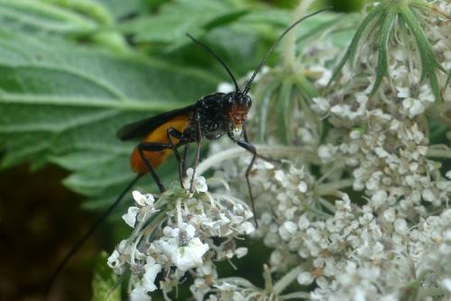 Atanycolus denigrator